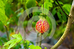 Red Tiger Abutilon Japanese Lantern Plant Tiger Eye