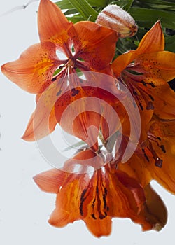 Red tiger lily on a black background.