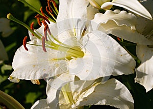 Red tiger lily on a black background. Lilium lancifolium, tigrinum