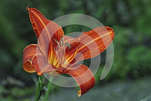 Red tiger lily flower