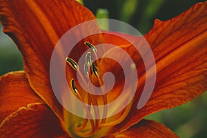 Red tiger lily flower closeup