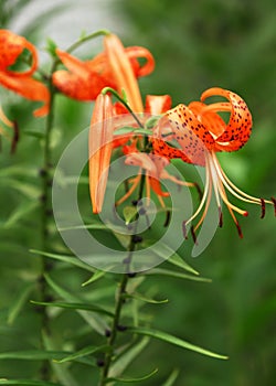 Red tiger lily isolated on a black background. Lilium lancifolium, tigrinum