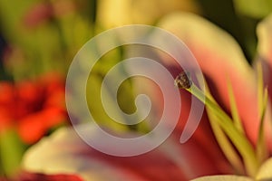 Red Tiger Lily Pistil