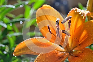 Red Tiger Lily Pistil