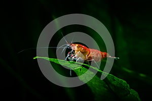 Red tiger shrimp orange eye on green leaf