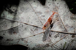 Red tiger shrimp orange eye on oak leaf