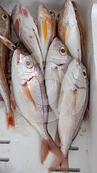 Red tilapia or Donnie Rowland fish sell in the market