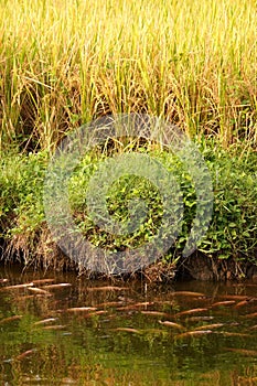 Red tilapia fish lining the edge of a pond, beside golden rice fields ready for harvest