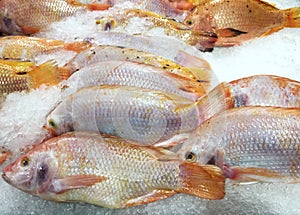 Red tilapia fish for sale