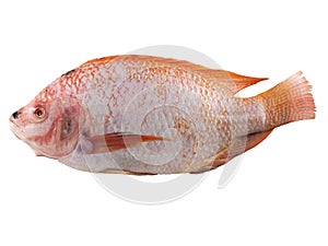Red Tilapia fish on white background