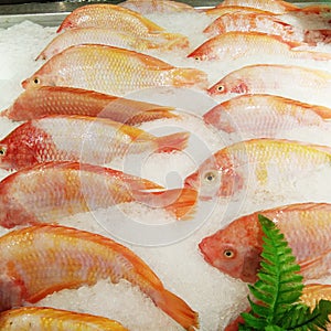 Red tilapia fishes