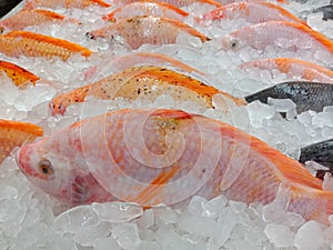 Red tilapia fishes in ice