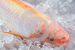 Red tilapia on Ice.
