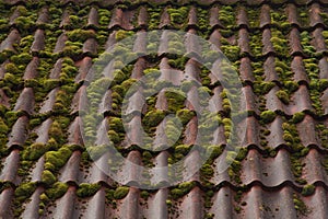 red tile roof background. overgrown roof texture