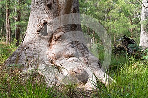 Red Tingle, Eucalyptus jacksonii