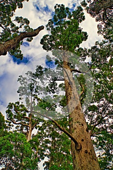 Red tingle (eucalyptus jacksonii) in a Western Australian forest