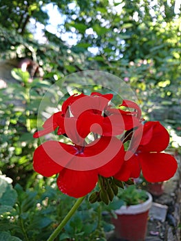 Red tinny forget me not flowers in the garden. Partially blurred background