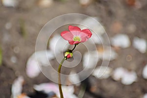 Red Tiny Flower Blooming Home Gardening Planting Stock Photo