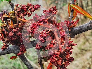 Red tiny flower on the brunch of tree