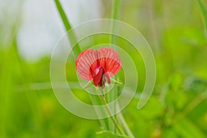 Red tiny flower