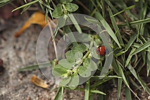 Red ladybug walking around in nature. Detailed close-up.