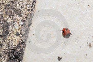 Red ladybug walking around in nature. Detailed close-up.