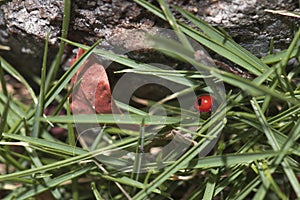 Red ladybug walking around in nature. Detailed close-up.