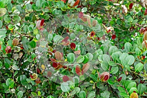 Red tip cocoplum Chrysobalanus icaco closeup - Long Key Natural Area, Davie, Florida, USA