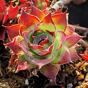 Red tipped chicks and hens