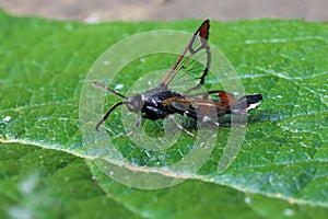 Red-tipped clearwing