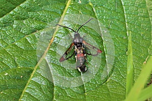 Red-tipped clearwing