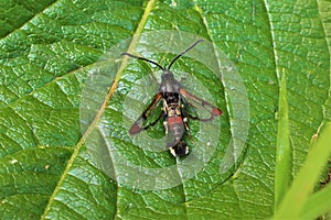 Red-tipped Clearwing Synanthedon formicaeformis