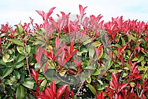 Red-Tipped Photinia
