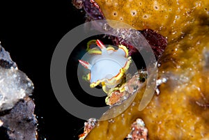 A Red Tipped Sea Goddess(Glossodoris sedna)