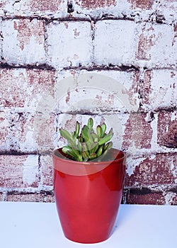 Red tipped succulent in a red vase against brick background.