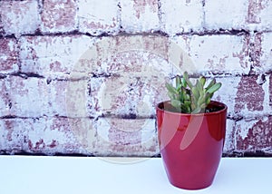 Red tipped succulent in a red vase against brick background.