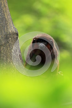 Red titi