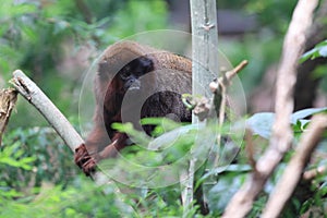 Red titi photo