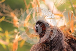 Red titi baby monkey