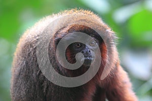 Red titi