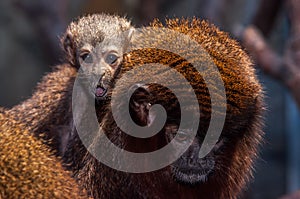 A red Titi Monkey baby on its mothers back