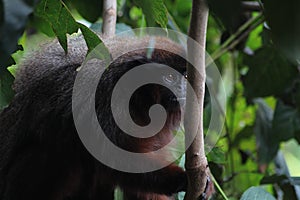 A Red Titi Monkey