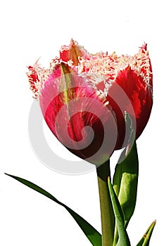 Red to pink tulip flower with white fringed petal borders, hybrid name Mascotte, in full blossom