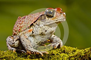 Red Toad