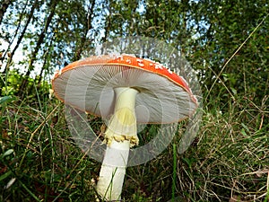 Red toadstool