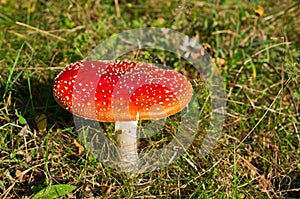 Red toadstool