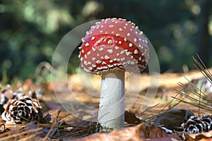 Red toadstool