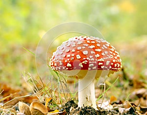 Red toadstool