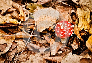 Red toadstool between autumn leaves