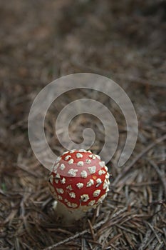 Red toadstool fly agaric